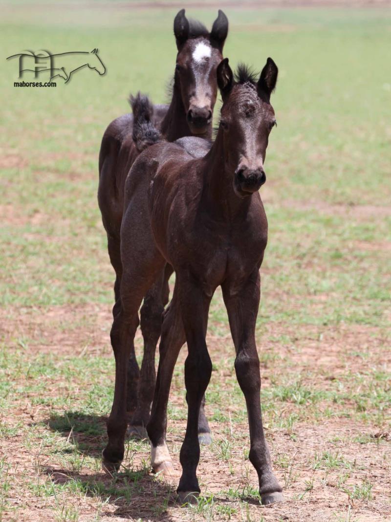 Leos Sassy Fox MA's 2024 Dark filly